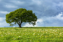 Oil Land Services - Landowners photo
